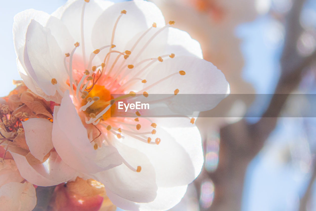 Close-up of white plum blossom