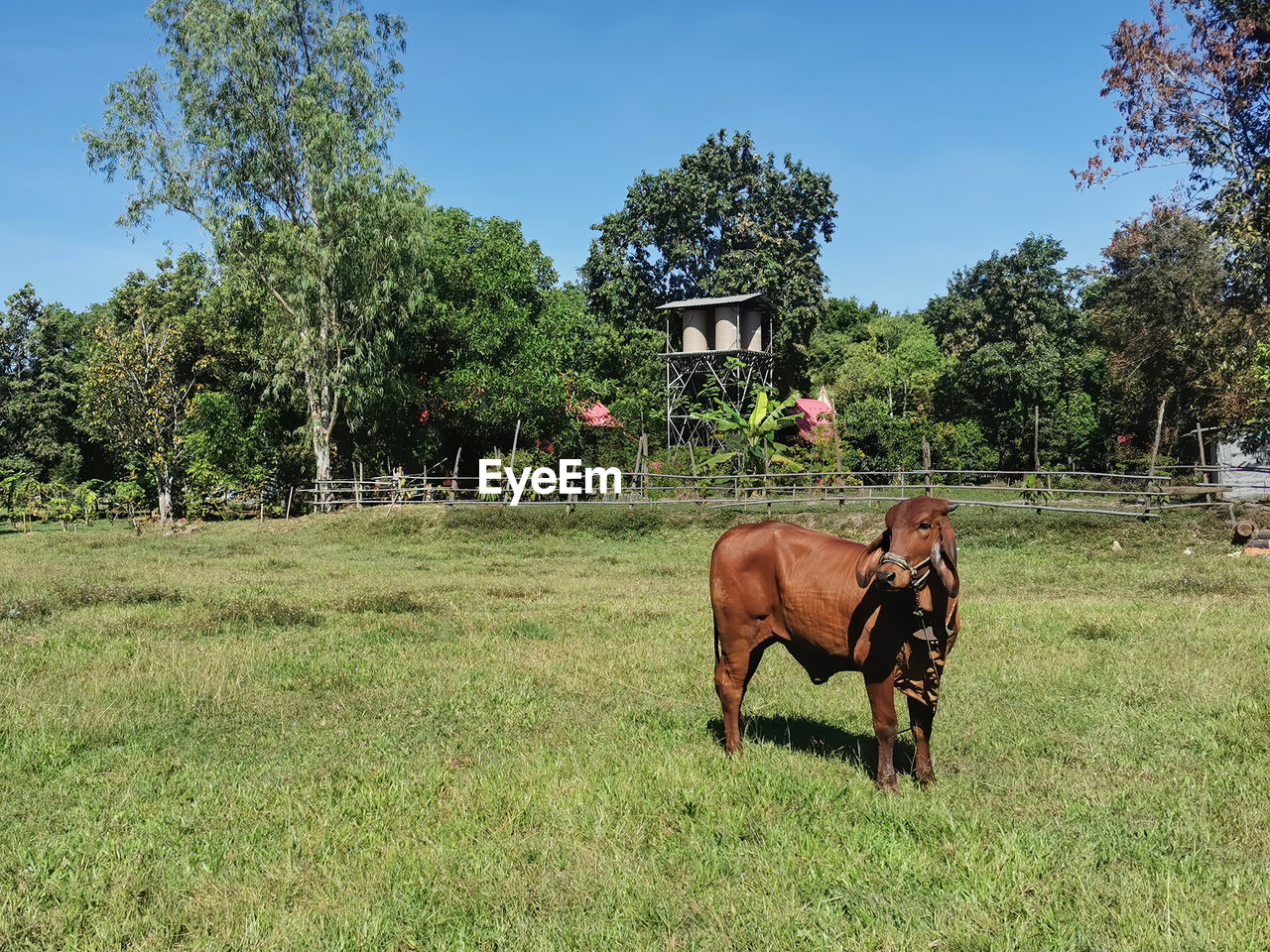 HORSE CART IN FIELD