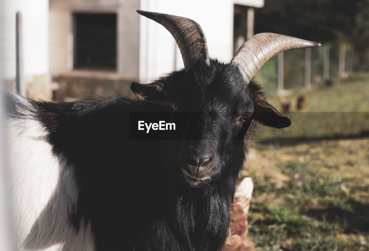 Portrait of a male goat looking at camera