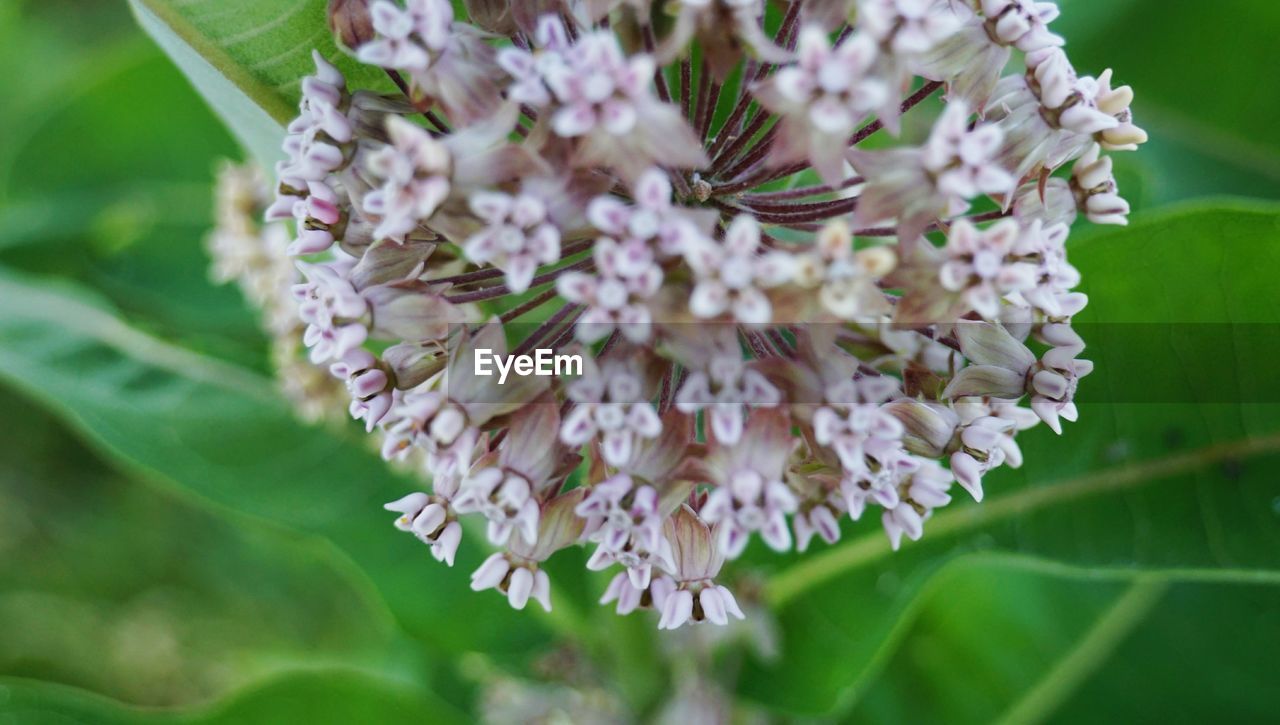 CLOSE-UP OF WHITE FLOWERS