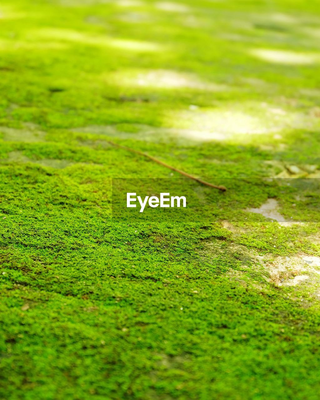 CLOSE-UP OF GREEN INSECT