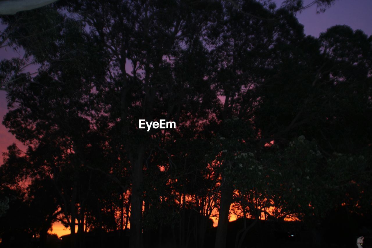 Low angle view of silhouette tree during sunset