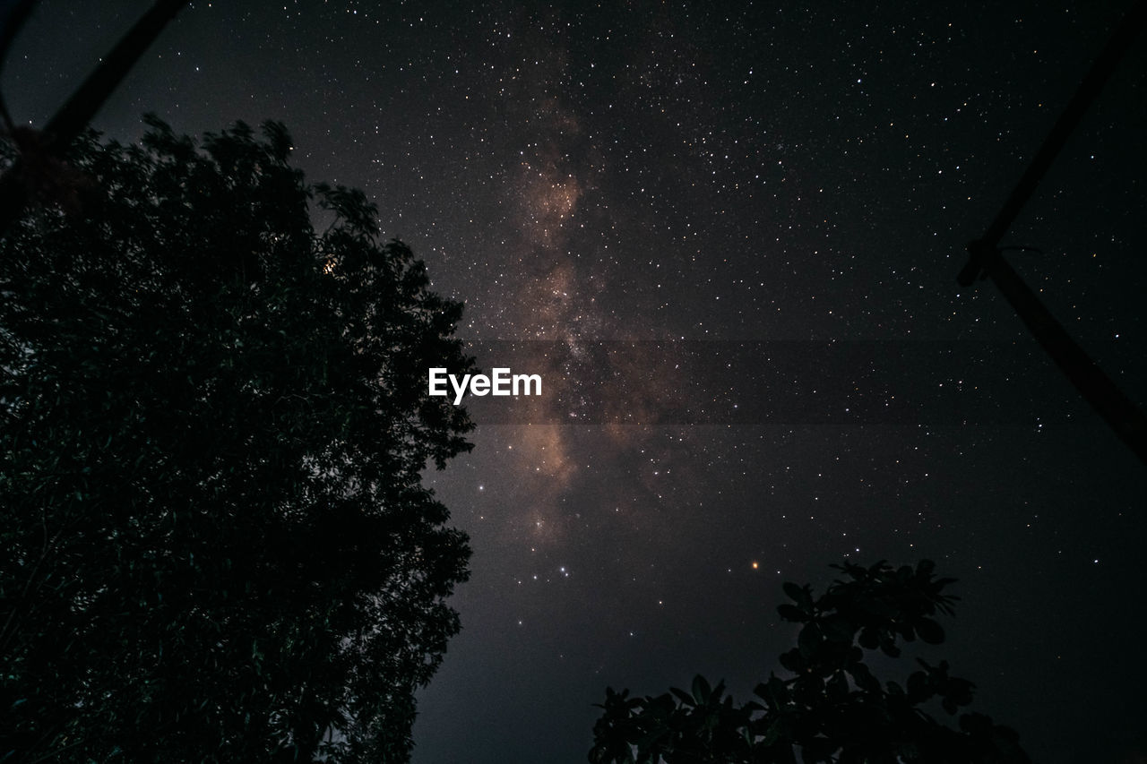 LOW ANGLE VIEW OF TREES AGAINST STAR FIELD AT NIGHT