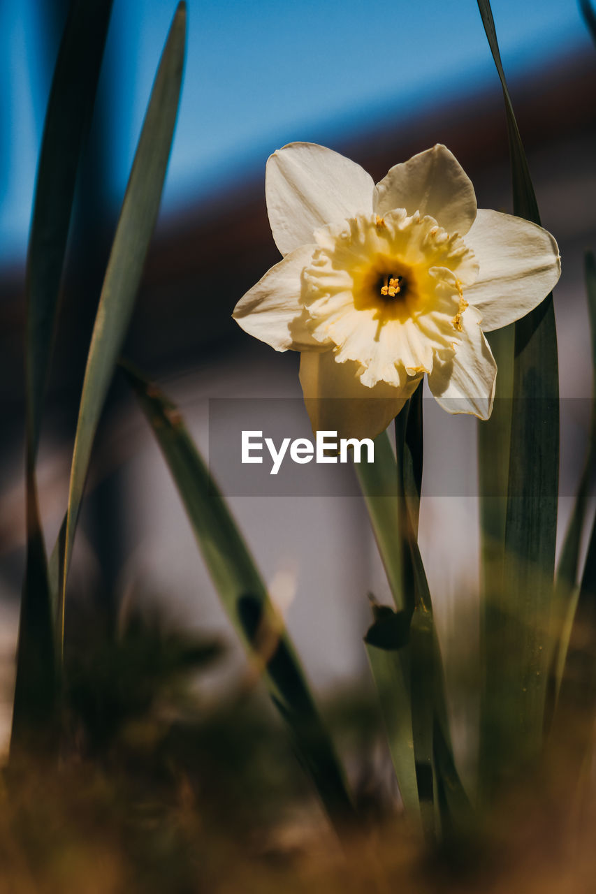 flower, flowering plant, plant, yellow, freshness, beauty in nature, close-up, macro photography, fragility, flower head, nature, petal, sunlight, inflorescence, growth, green, plant stem, narcissus, no people, pollen, white, springtime, blossom, outdoors, selective focus, daffodil, botany, focus on foreground