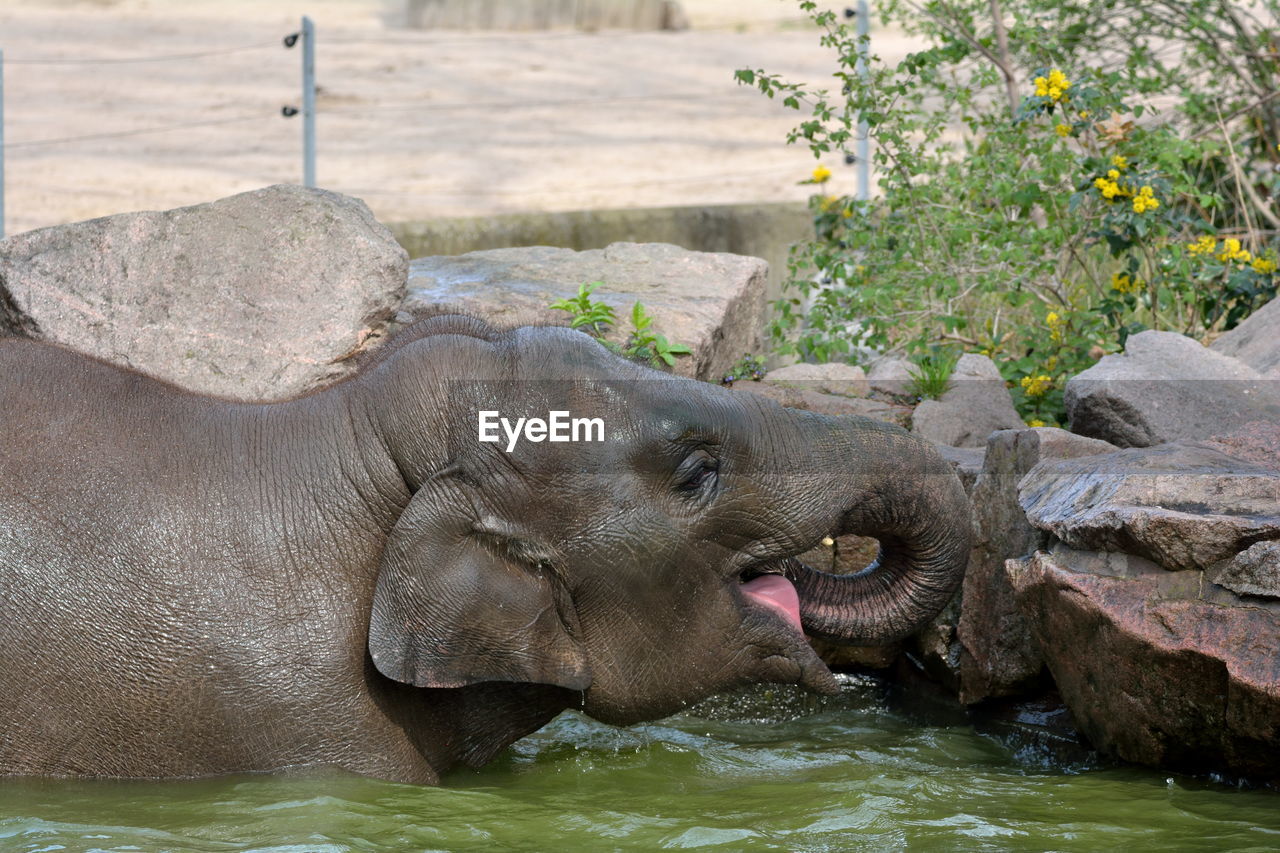 SCENIC VIEW OF ELEPHANT IN WATER