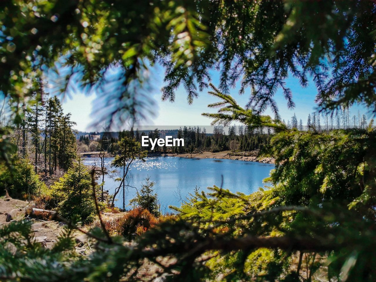 TREES BY LAKE AGAINST SKY