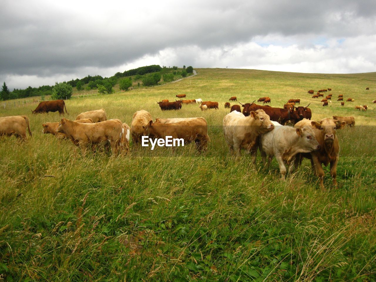 SHEEP ON FIELD AGAINST SKY