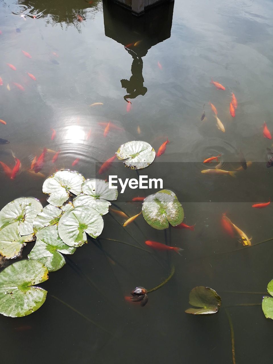 High angle view of leaves floating on water