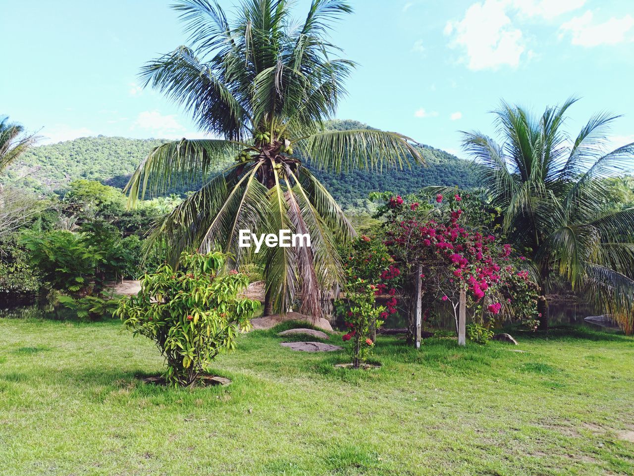 PALM TREES ON FIELD