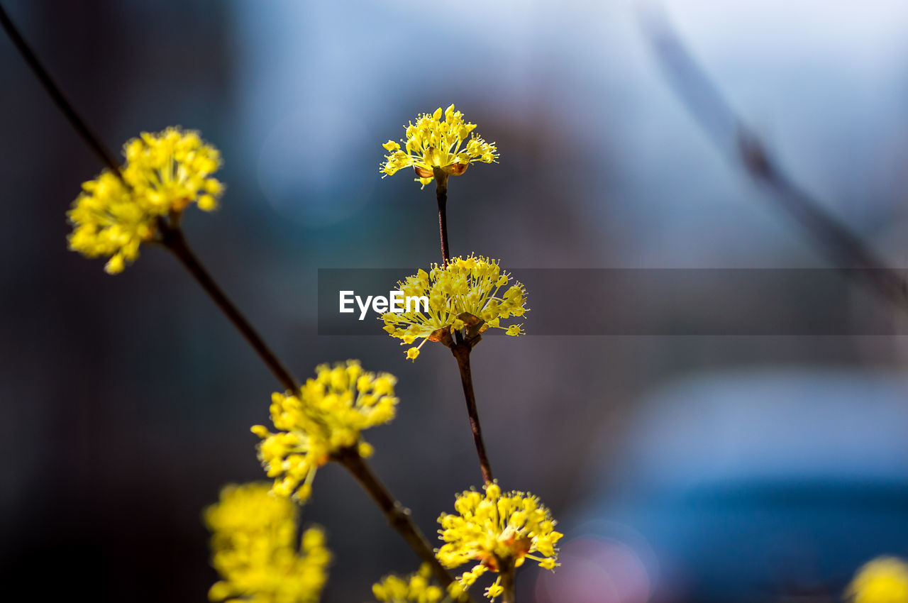 Close-up of yellow flowering plant