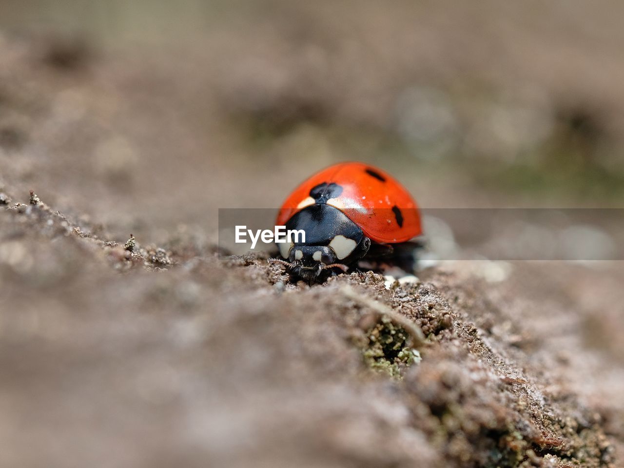Close-up of ladybug on tree.