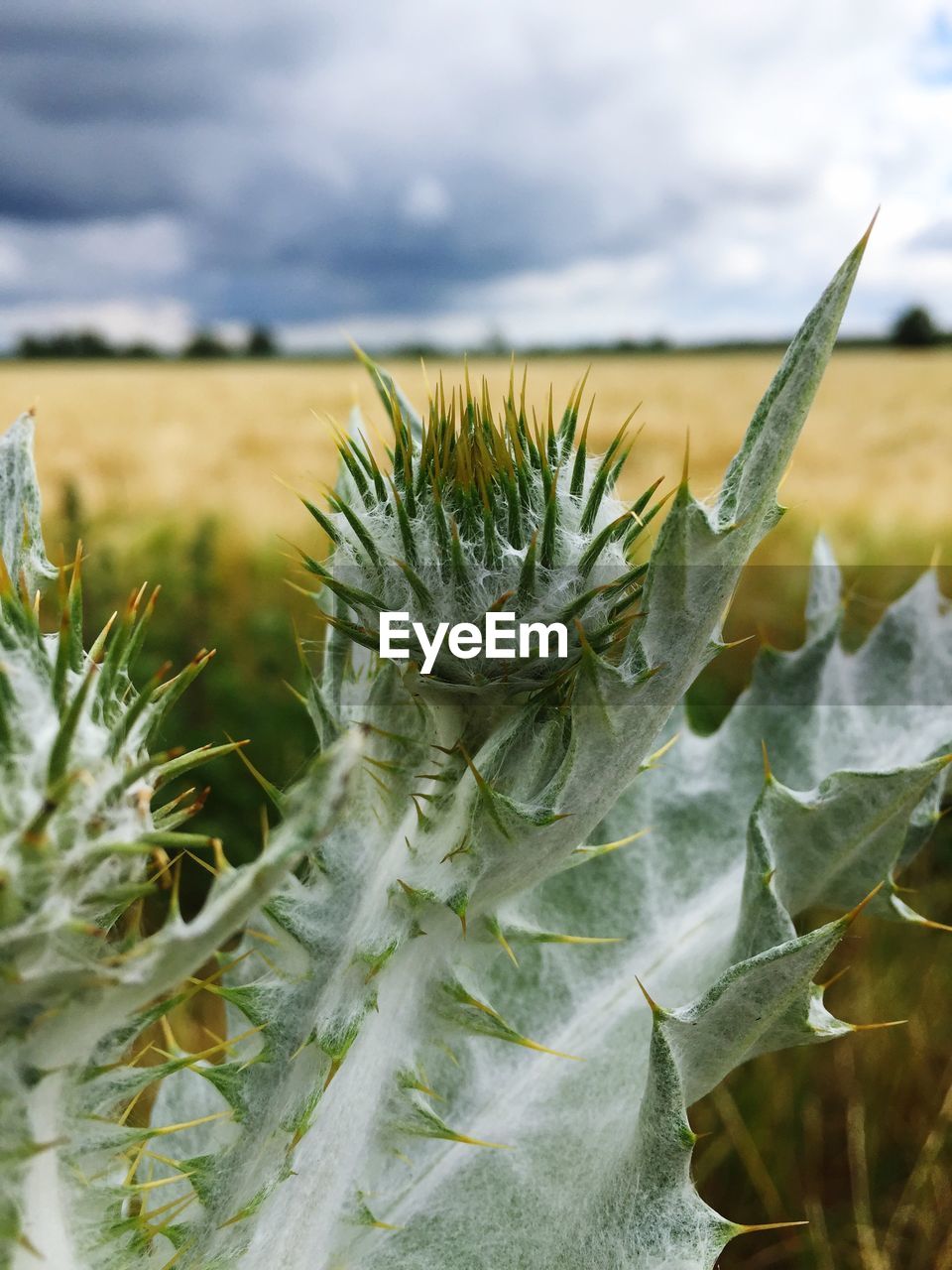 Close-up of spiked cactus plant against field