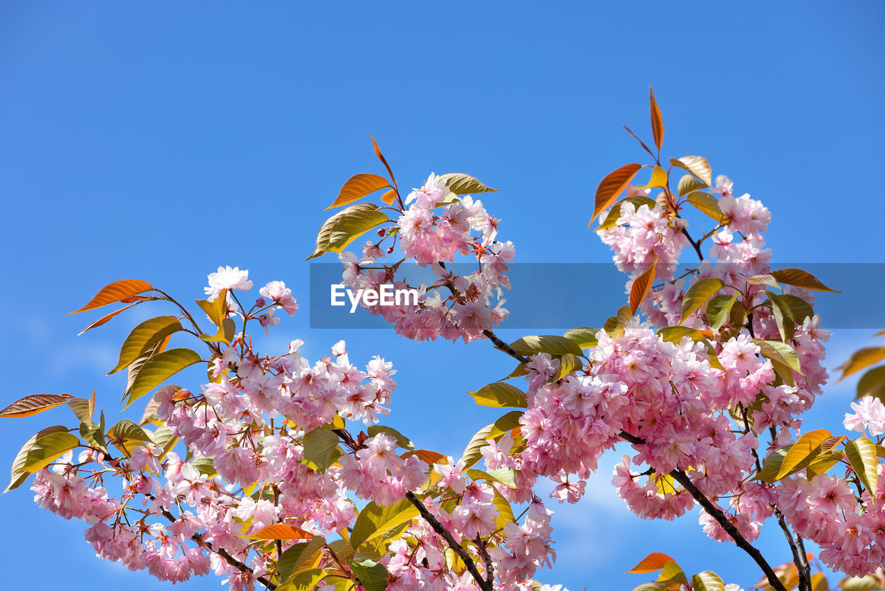 plant, flower, sky, nature, flowering plant, blue, tree, blossom, beauty in nature, clear sky, pink, springtime, freshness, fragility, growth, branch, no people, spring, outdoors, low angle view, leaf, cherry blossom, day, sunny, multi colored, botany