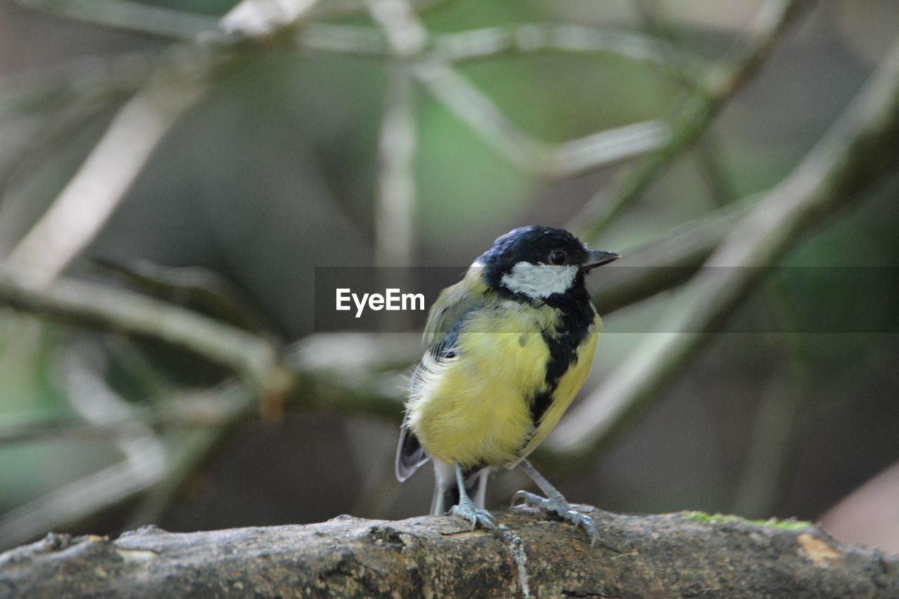 BIRD PERCHING ON ROCK