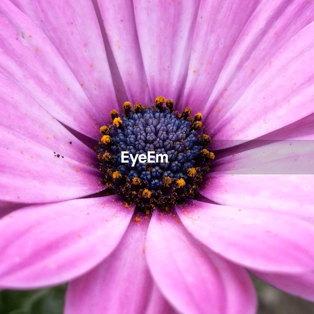 Close-up of pink flower blooming outdoors