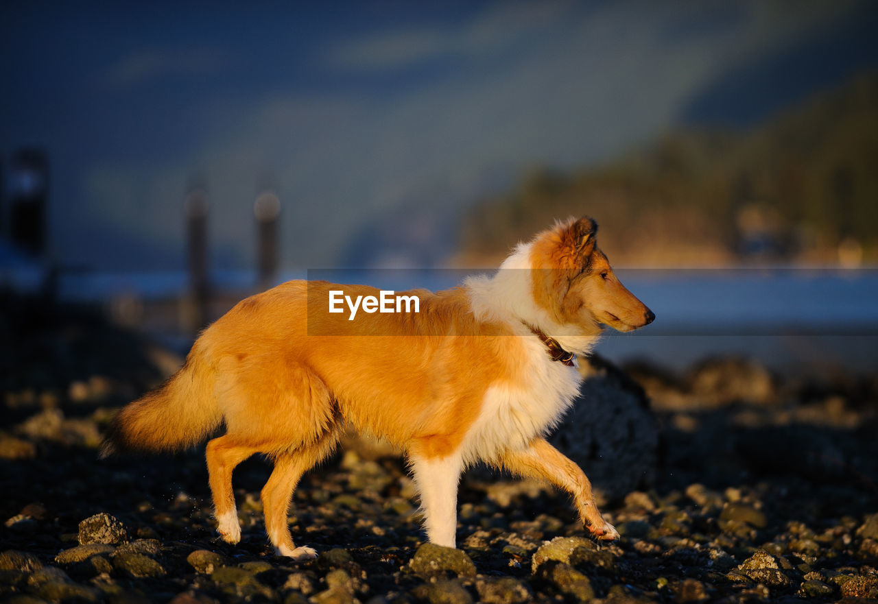 Side view of dog standing on rocks in sunlight