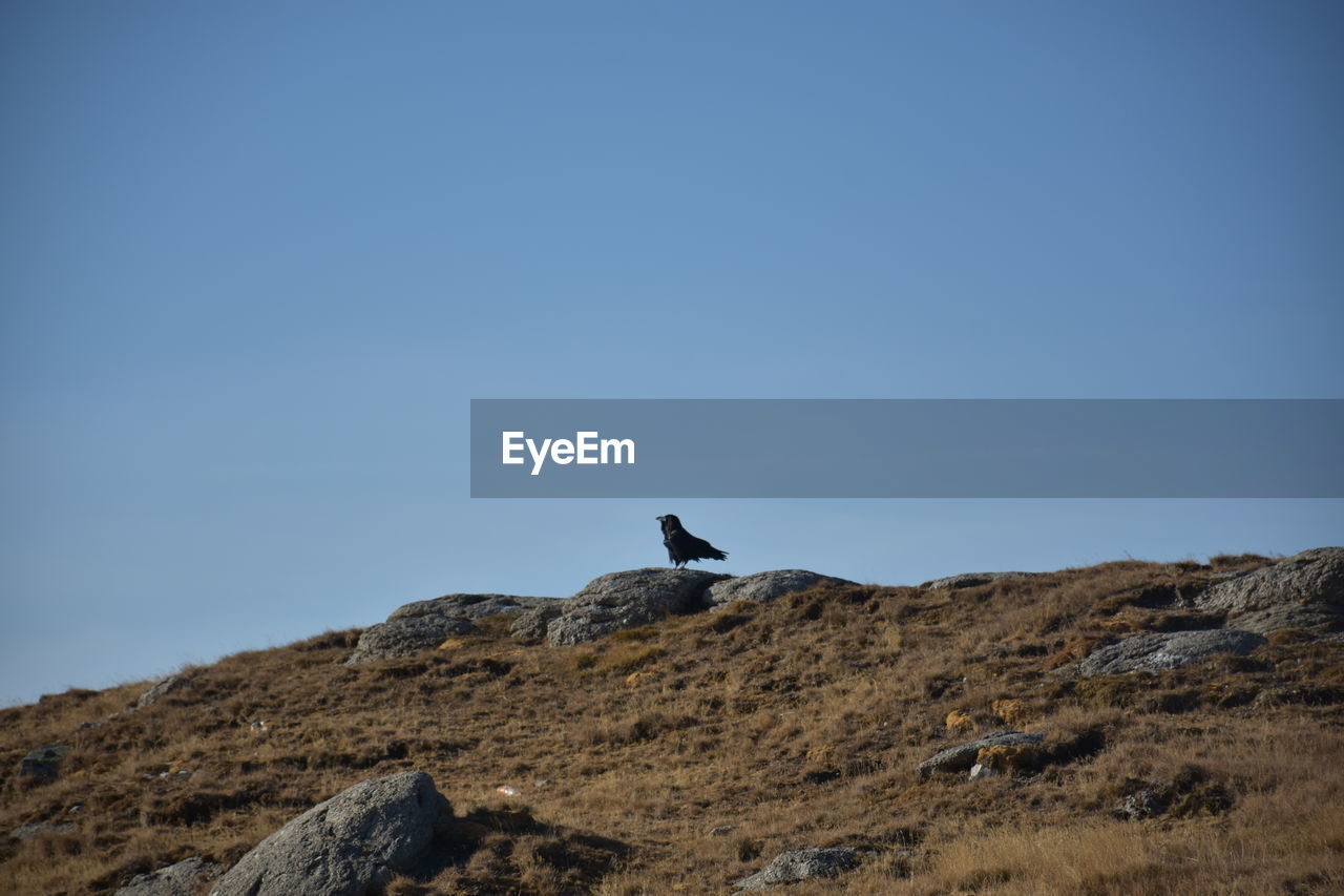 Low angle view of bird on rock against clear sky