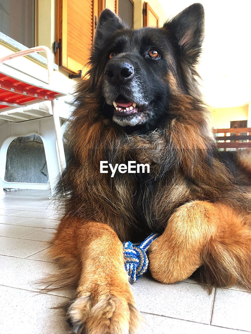 CLOSE-UP PORTRAIT OF DOG SITTING ON FLOOR