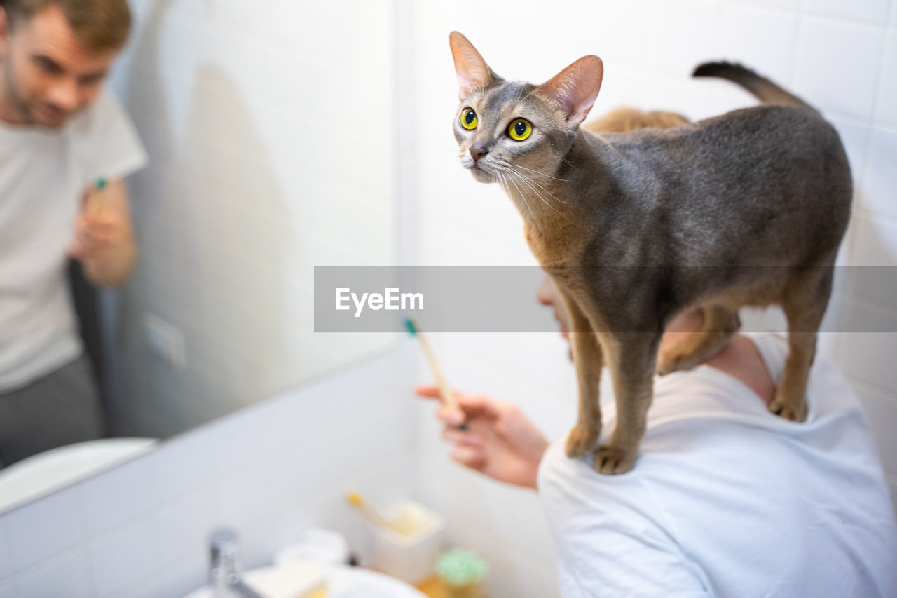 Man brushes his teeth.abyssinian cat on his shoulders.love pets and an eco-friendly lifestyle