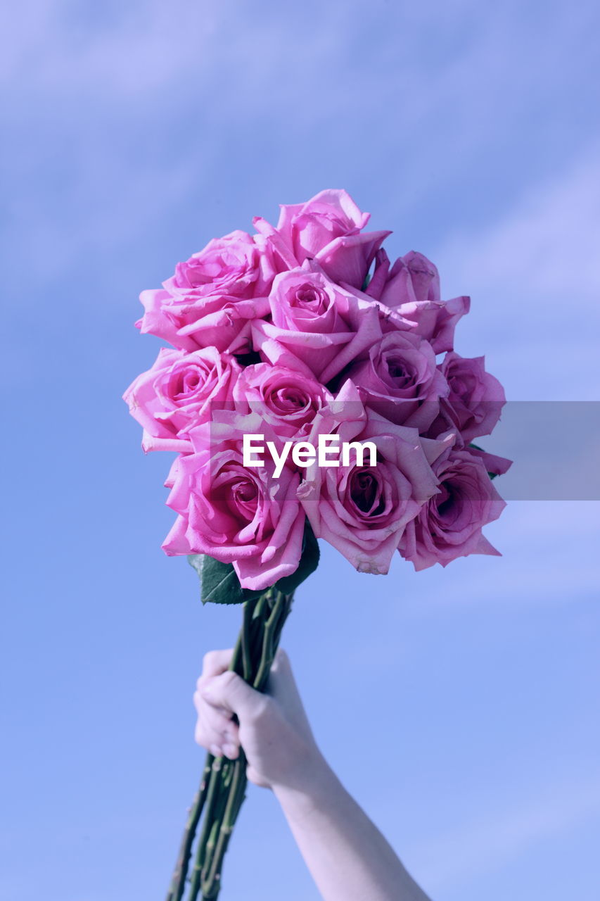 Close-up of hand holding pink roses against sky