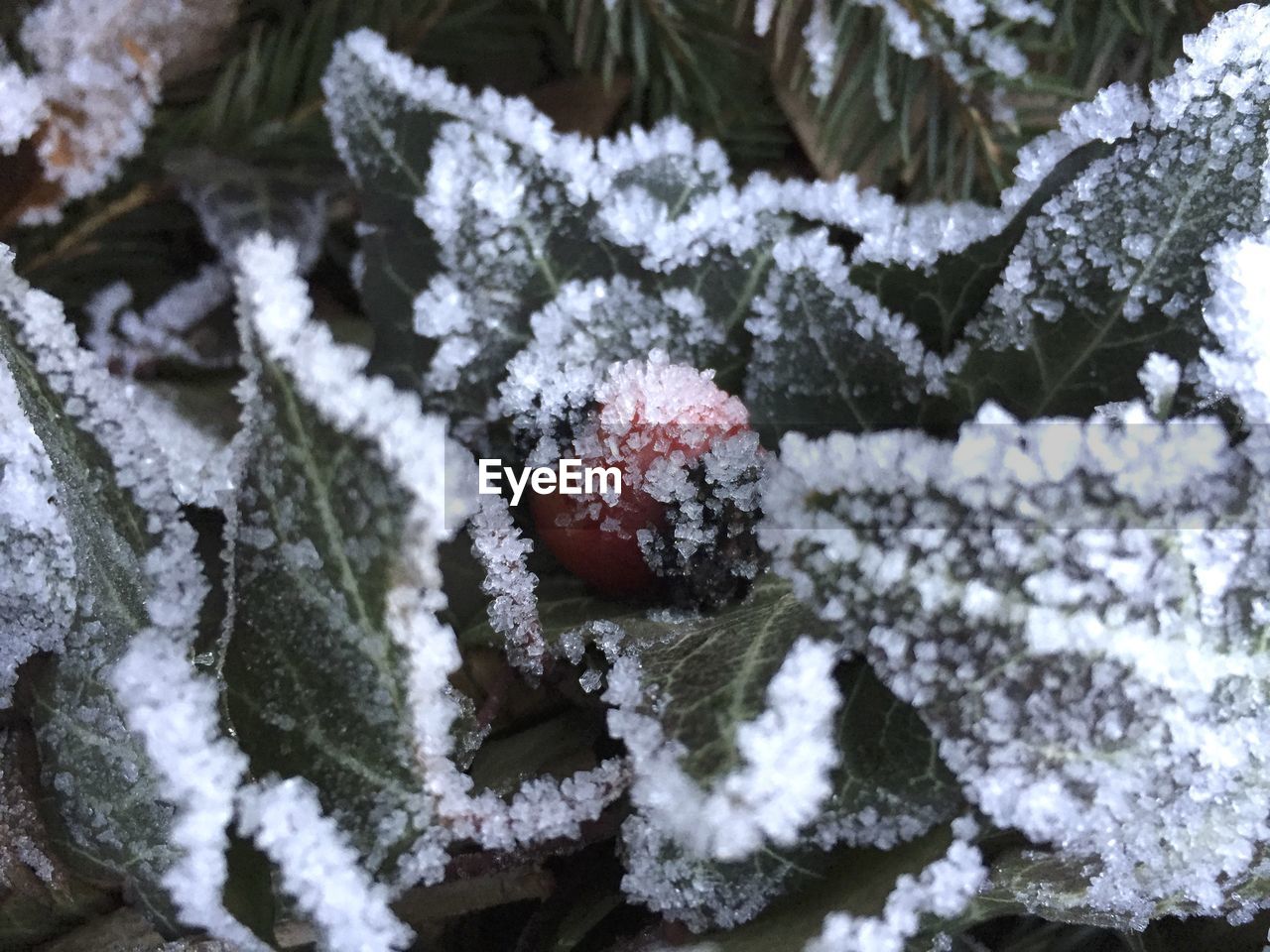 CLOSE-UP OF SNOW COVERED PLANTS IN WINTER