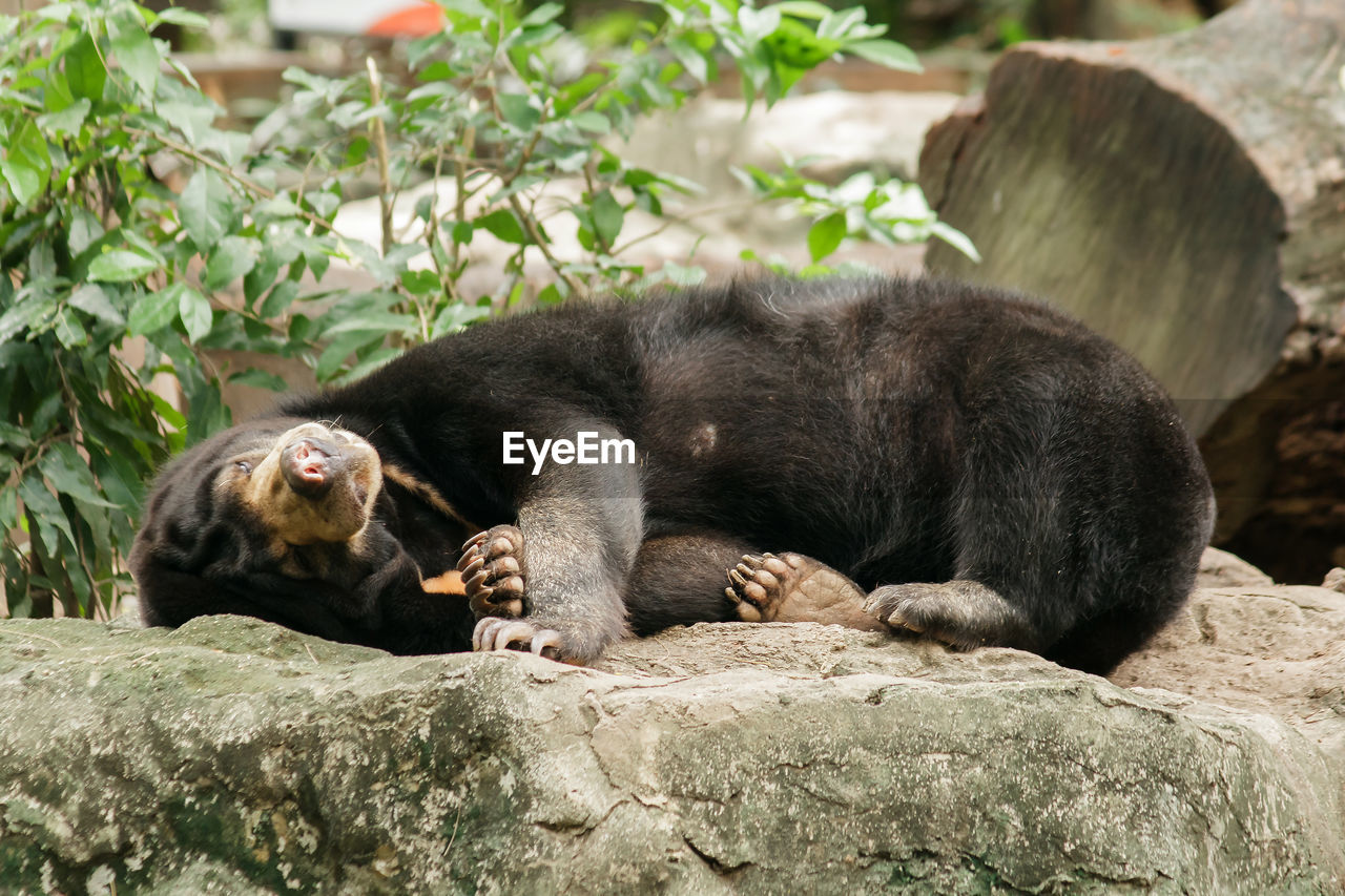 MONKEY RELAXING IN A ZOO