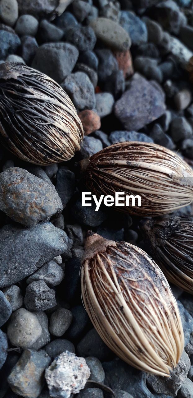 Close-up of shells on pebbles