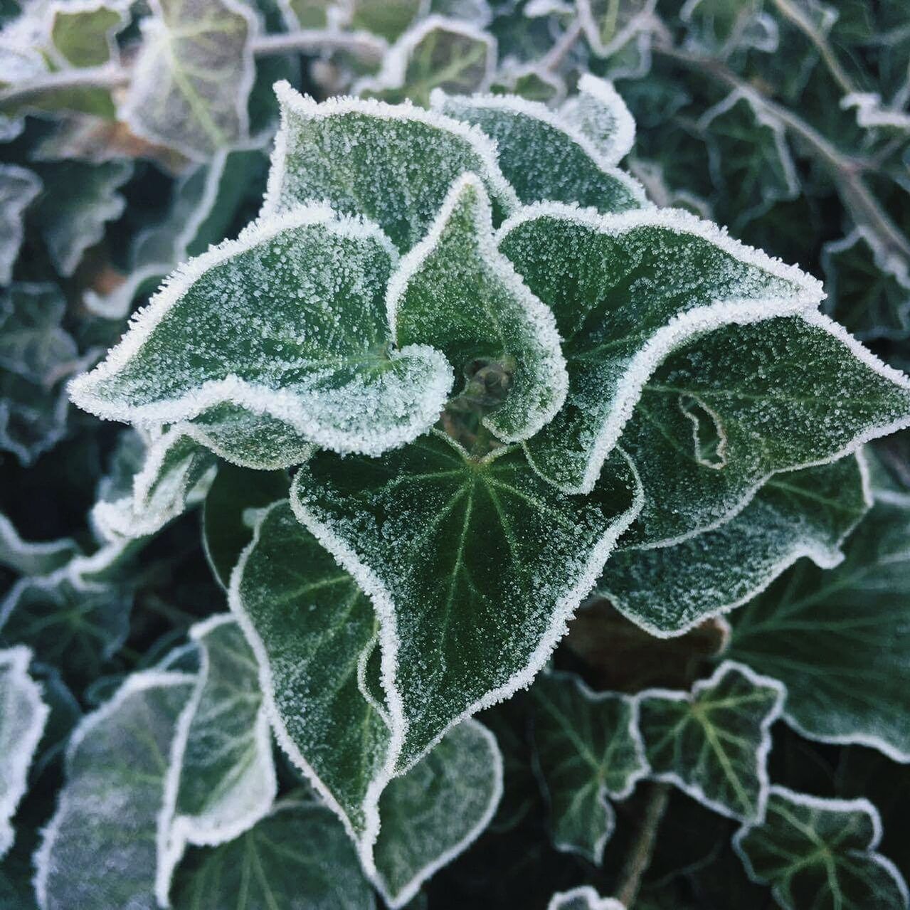 High angle view of wet plant