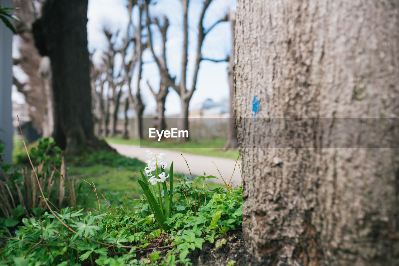 Close-up of plant growing on tree trunk