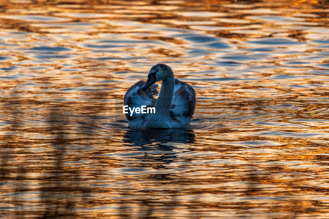 Swan swimming in a lake