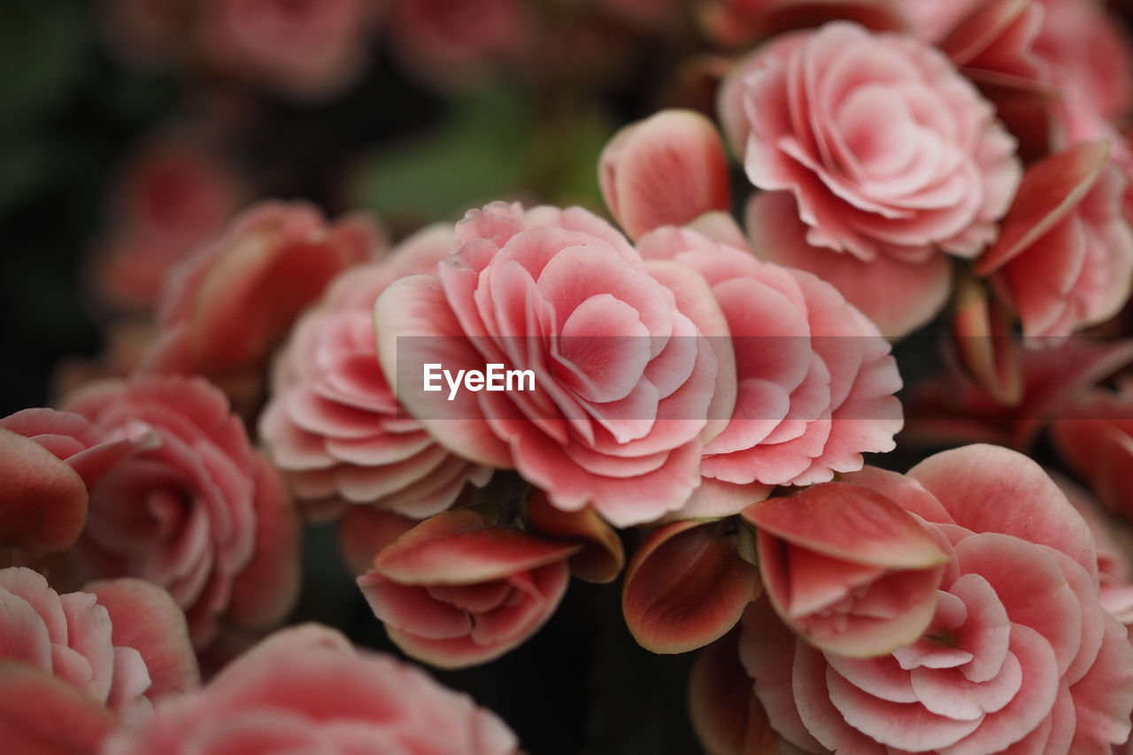 CLOSE-UP OF PINK FLOWERS