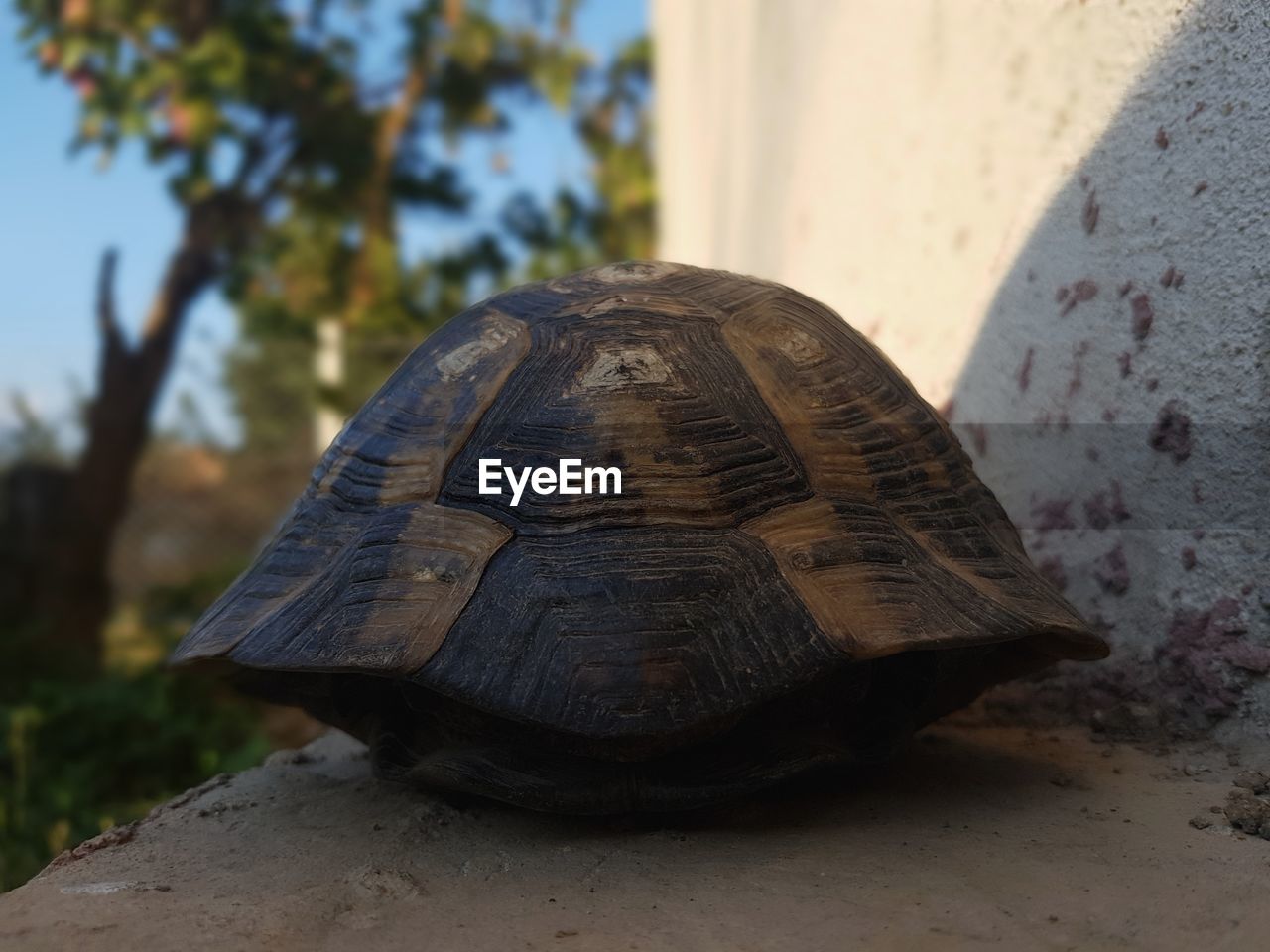 CLOSE-UP OF A TURTLE IN THE GROUND