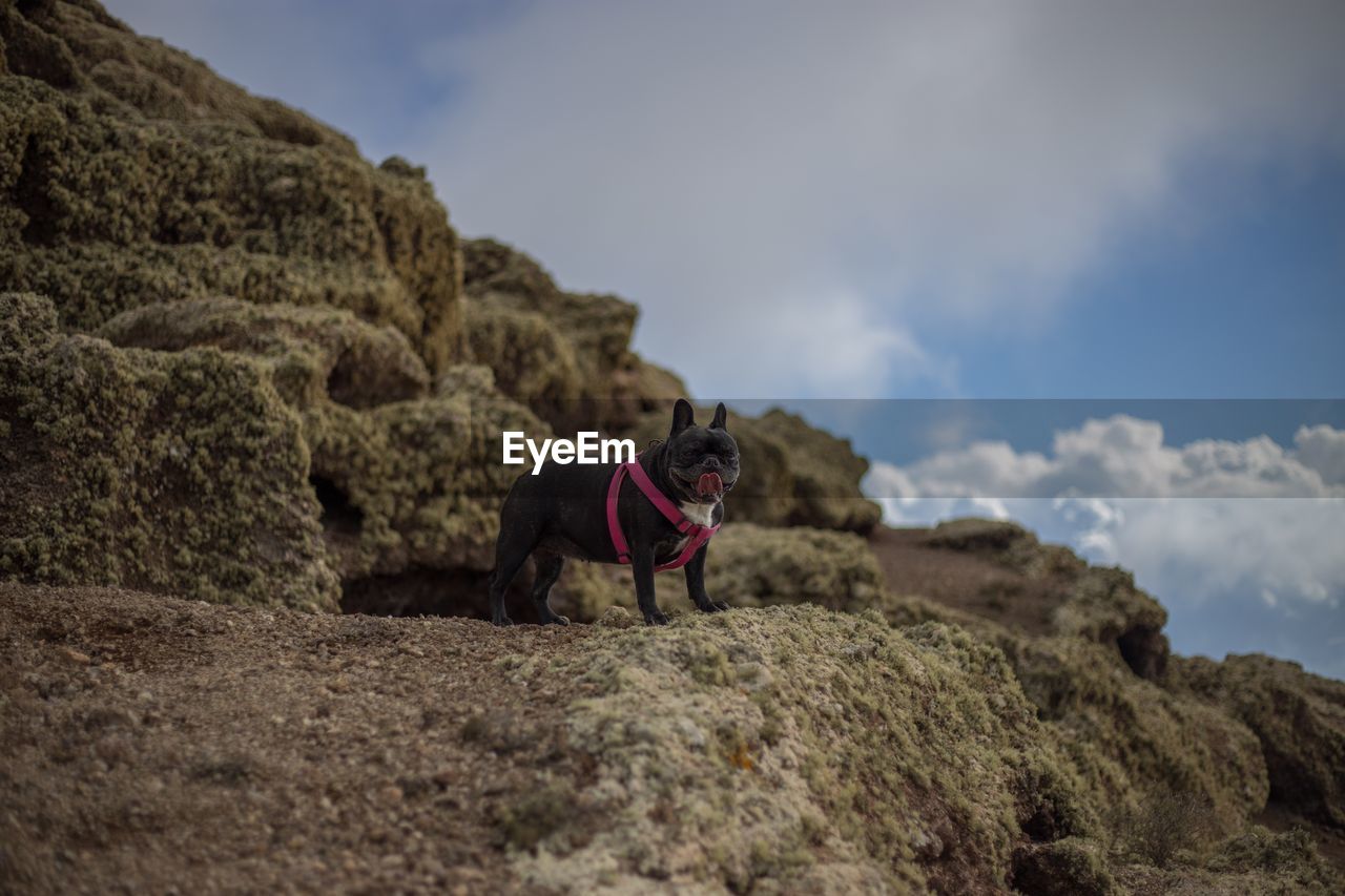 Dog standing on rock against sky