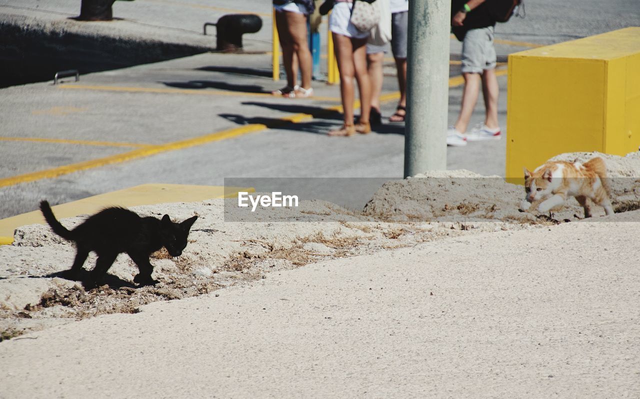 DOG WALKING ON ROAD