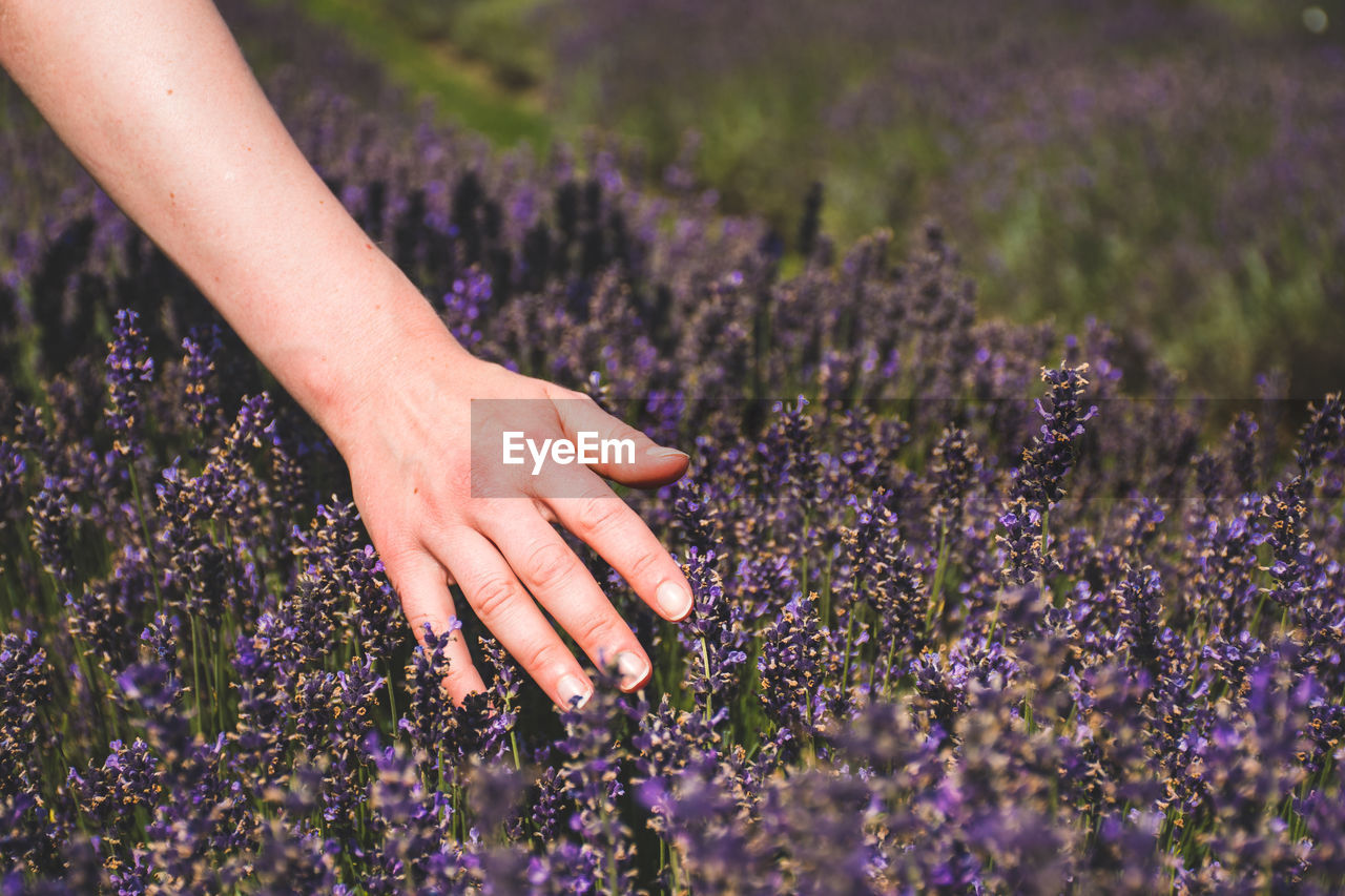 Cropped hand of woman touching flowering plants