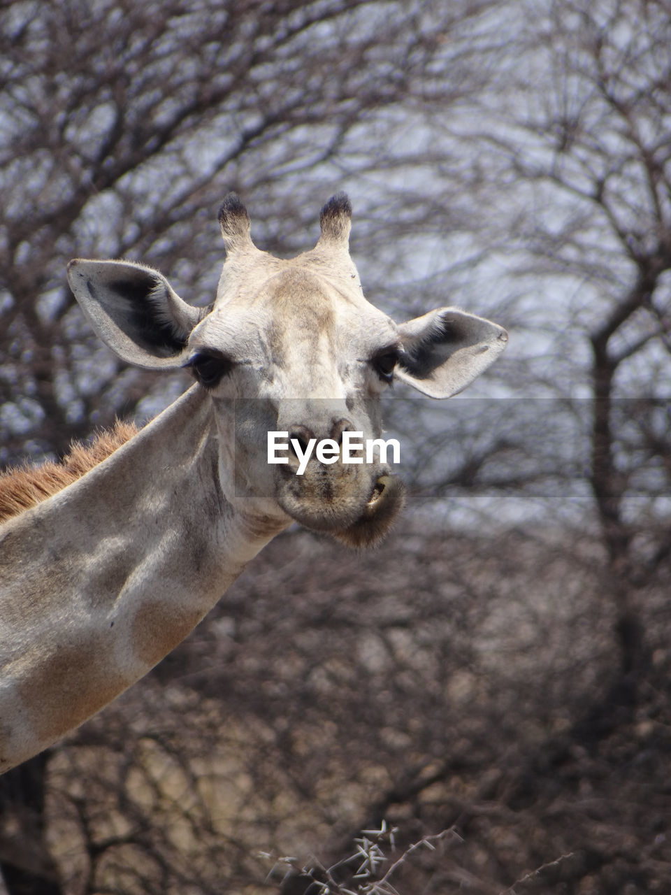 A giraffe stands alone in the steppe of the etosha national park on a sunny autumn day in namibia