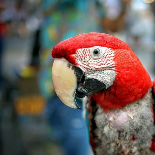 CLOSE-UP OF BIRDS