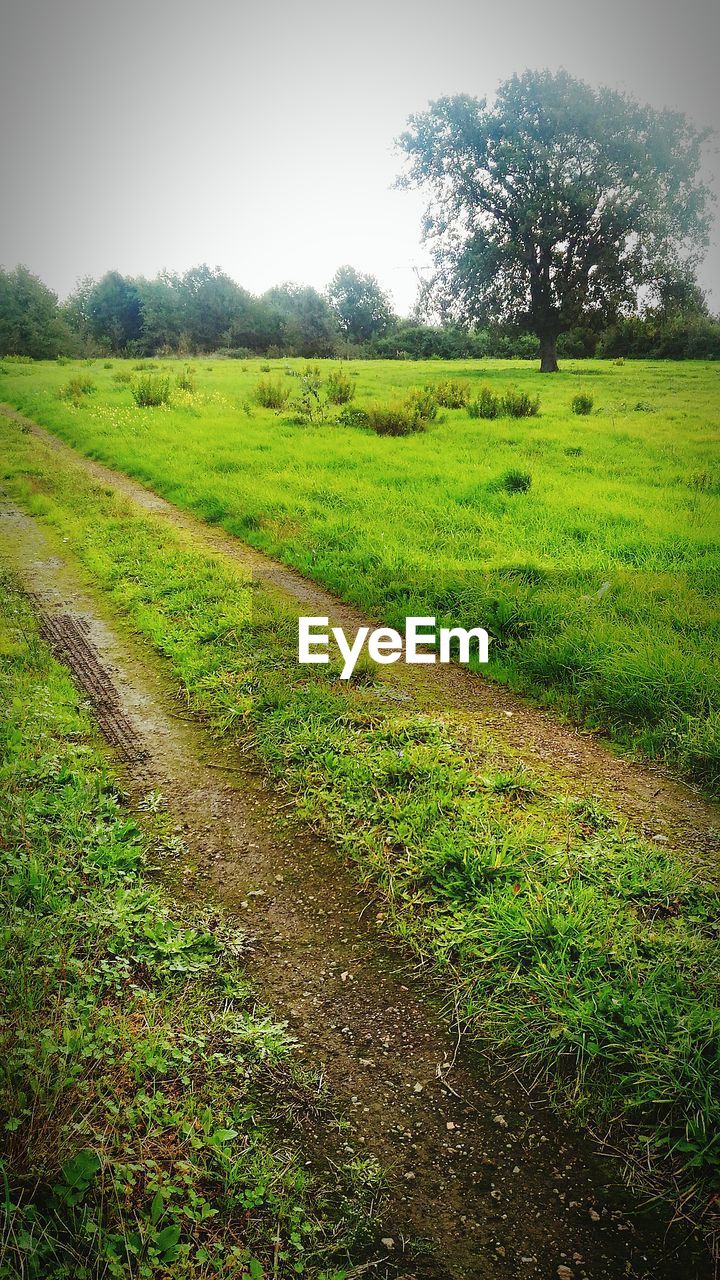 SCENIC VIEW OF AGRICULTURAL FIELD