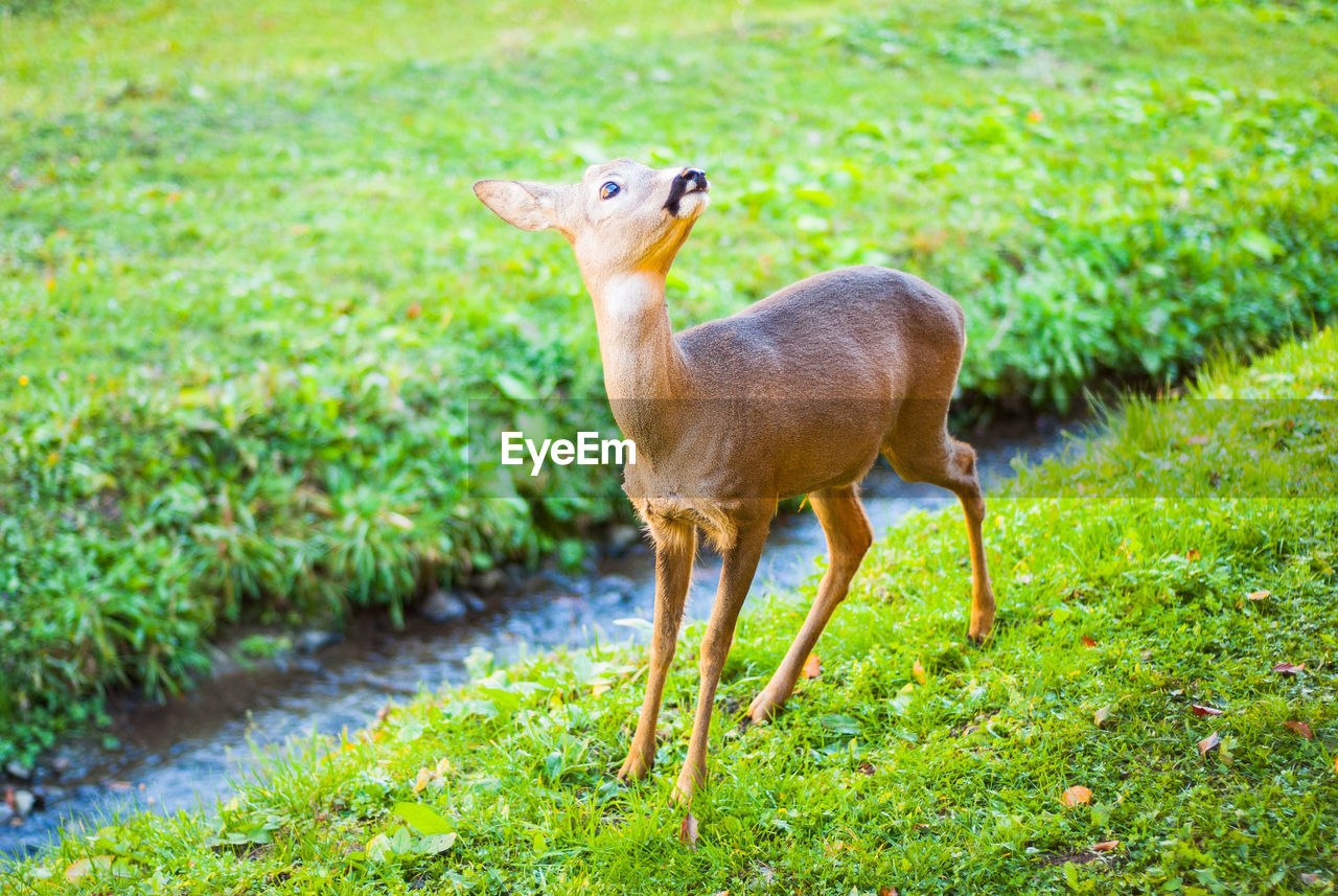 Deer standing on field