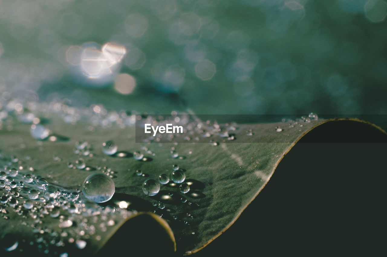 Close-up of water drops on leaf