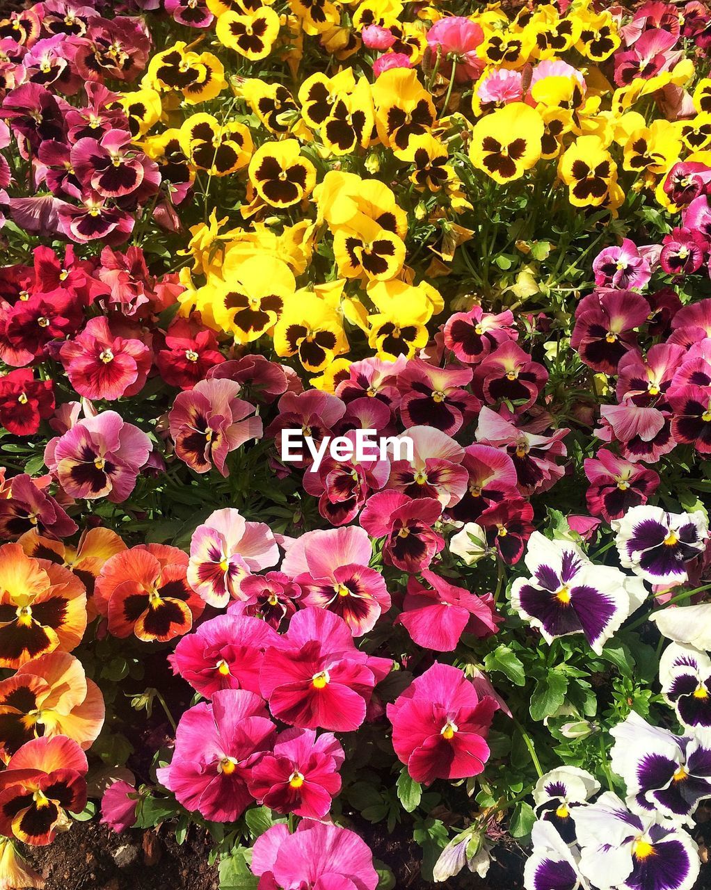 Colorful flower bed