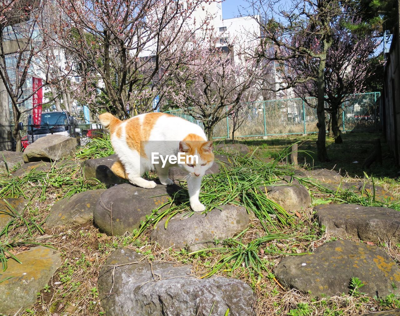 Cat walking on rocks