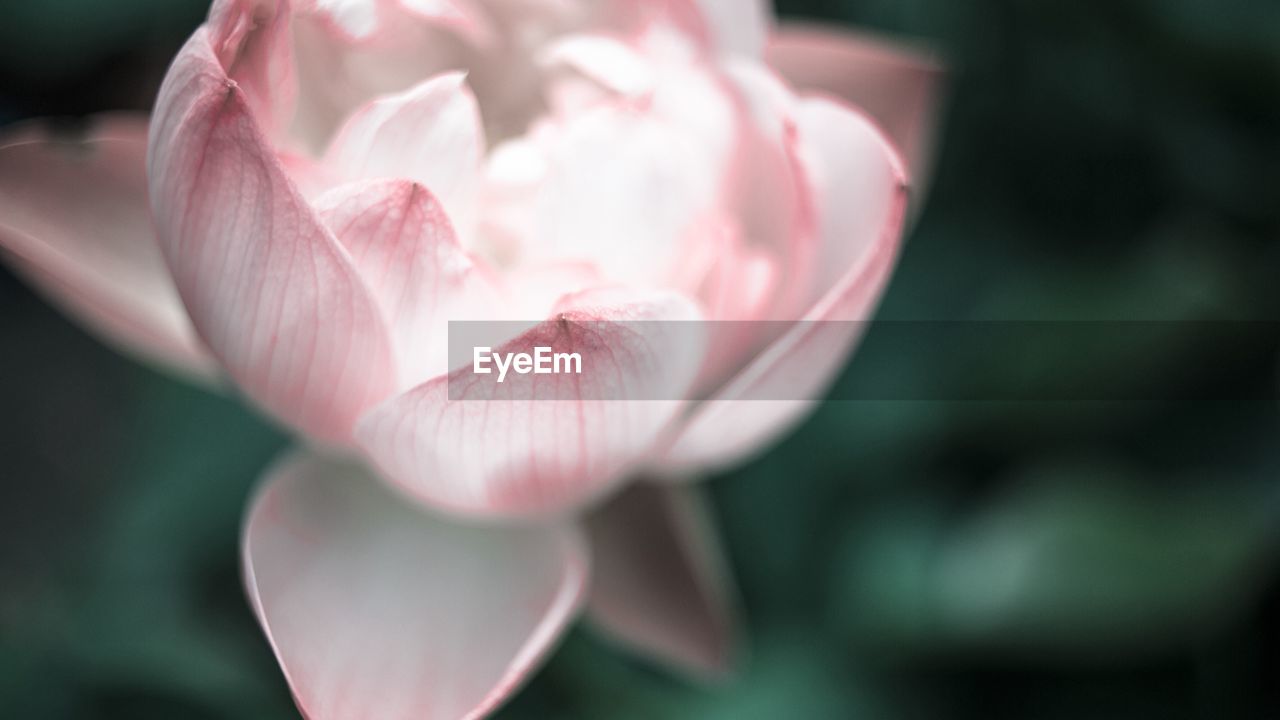 Close-up of pink flower