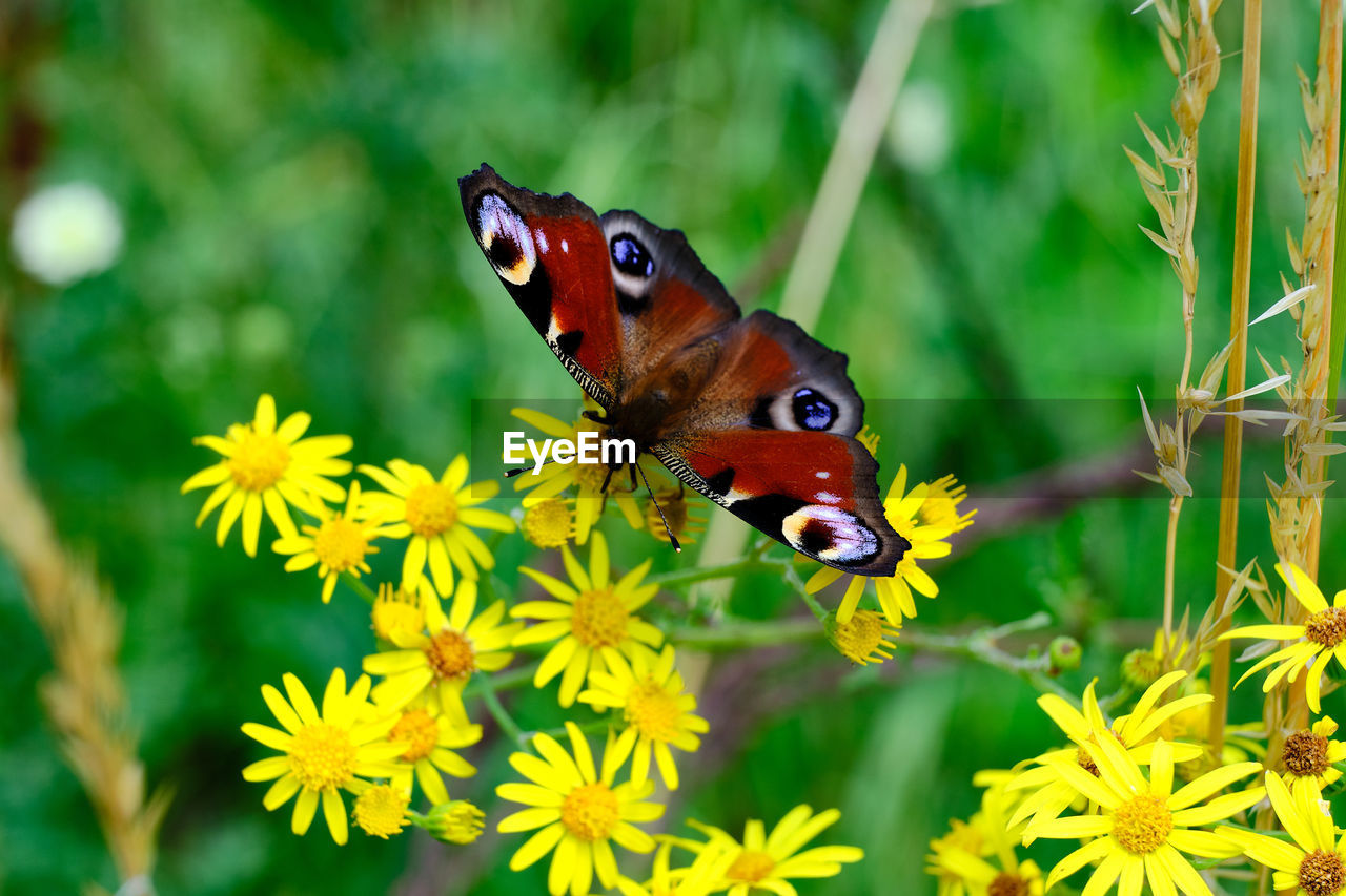 BUTTERFLY POLLINATING ON FLOWER