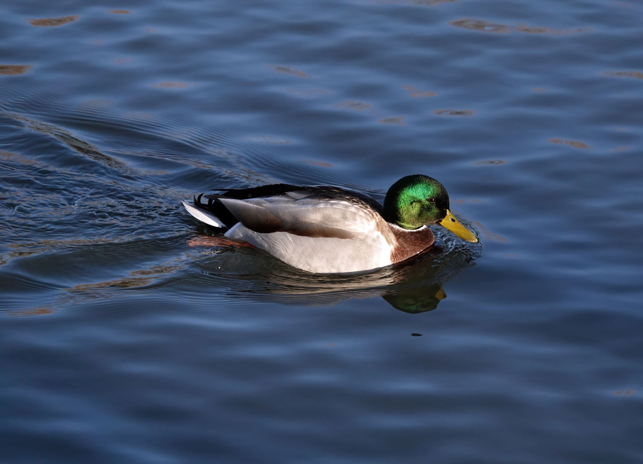 High angle view of mallard duck swimming in lake