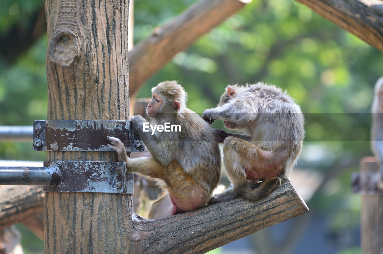 Two monkeys sitting side by side on branch