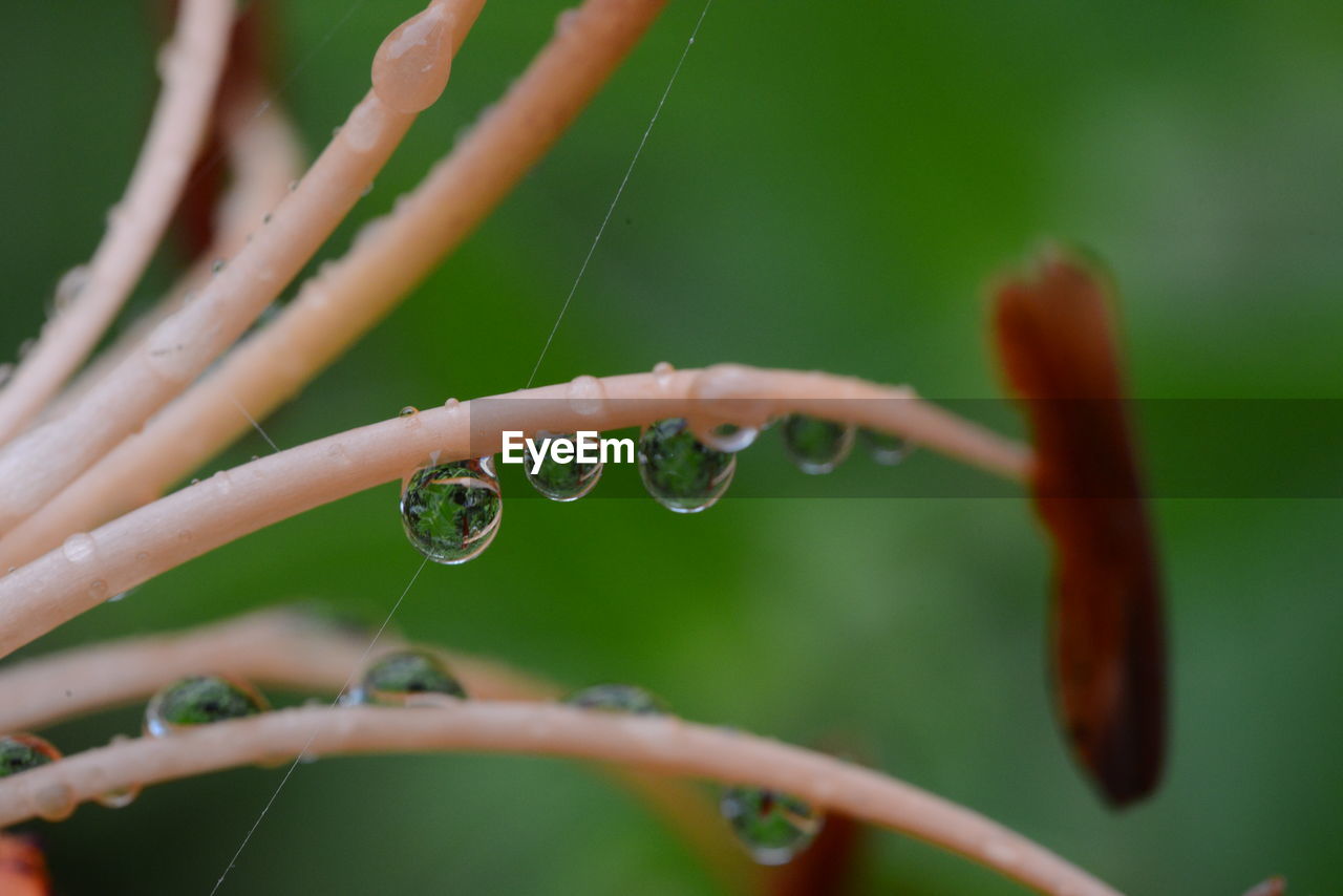 Close-up of water drops on plant