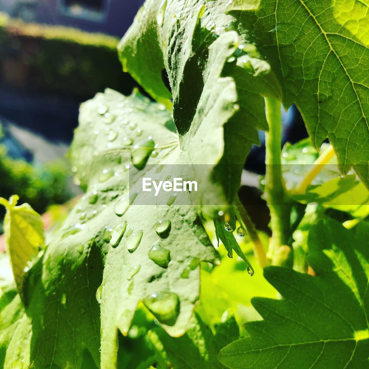 CLOSE-UP OF WATER DROPS ON LEAVES