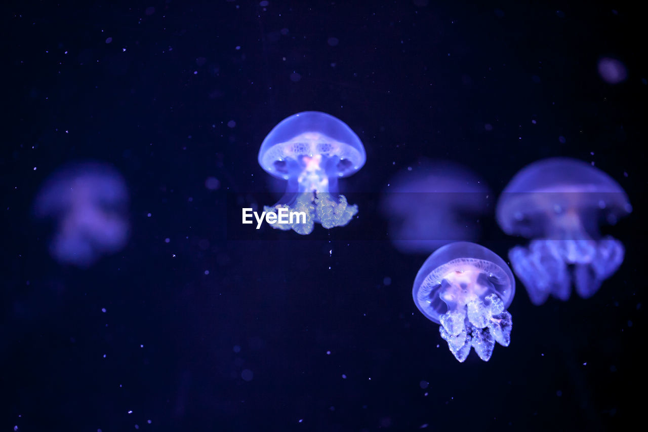 Beautiful jellyfish