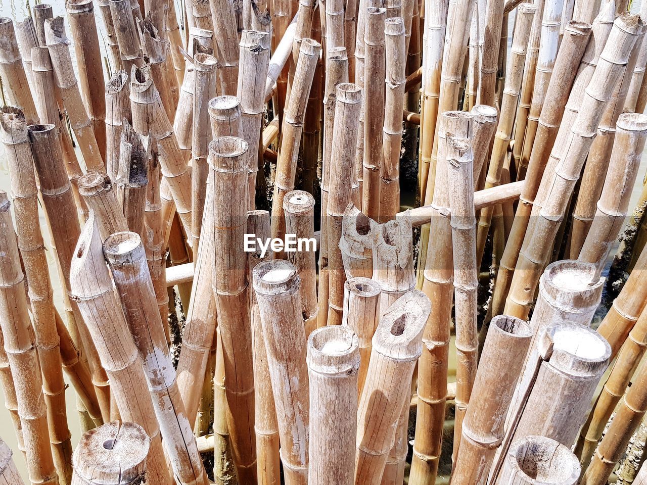 Full frame shot of bamboos